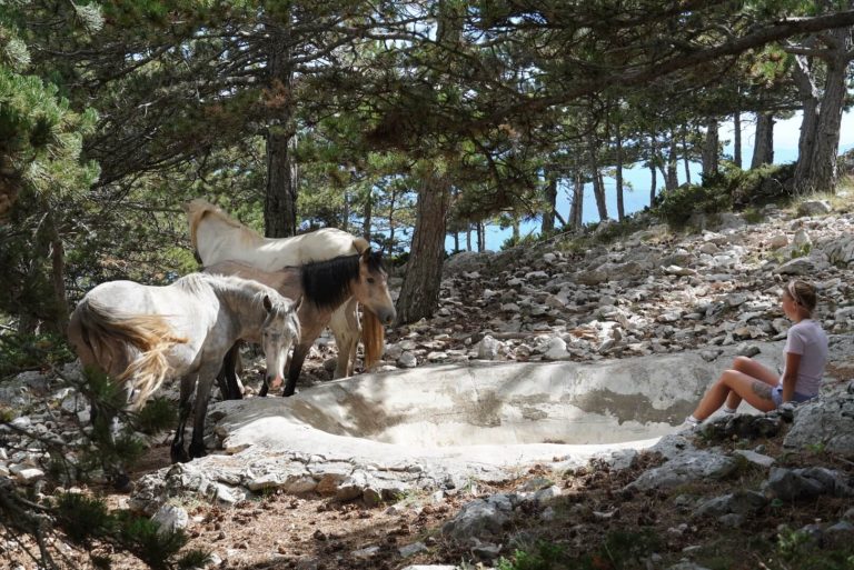 1 horses 29 (1)_Original