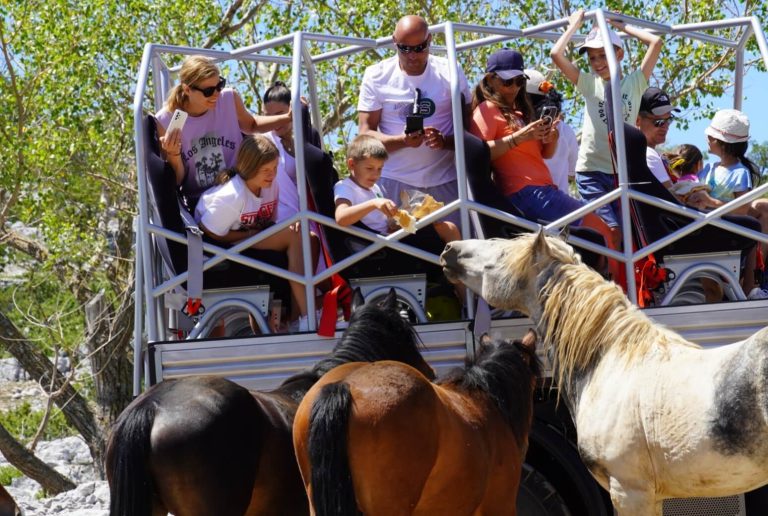 horses DSC03616_1_Original