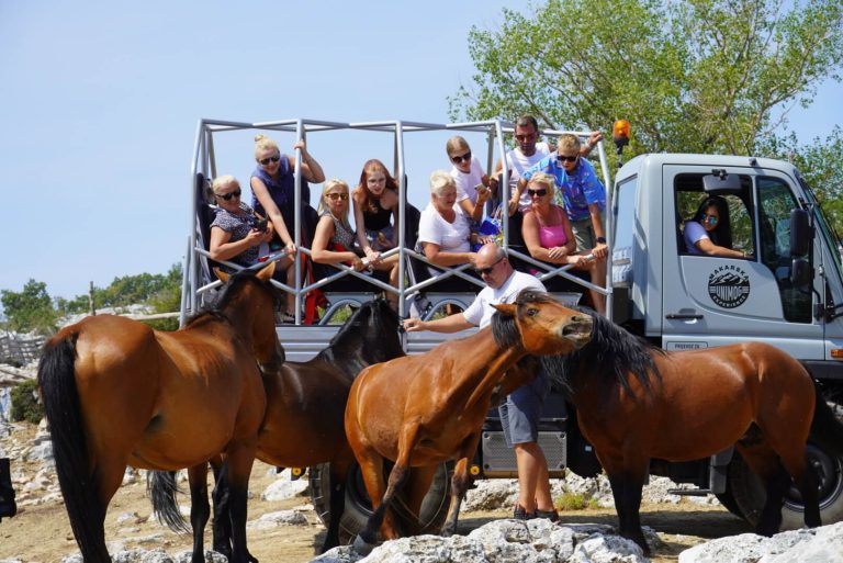 WILD HORSES EXPERIENCE