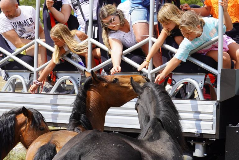 horses DSC09761_1 (1)_Original