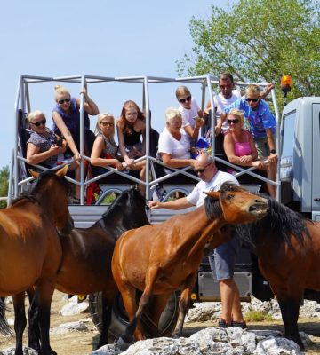 WILD HORSES EXPERIENCE